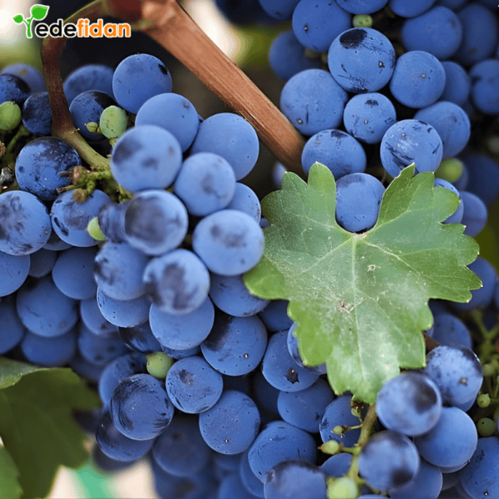 Antep Karası Üzüm Fidanı